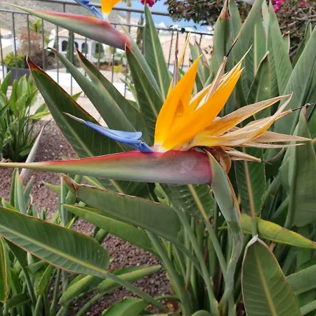 Vila Strelitzia Costa Adeje (Tenerife)
